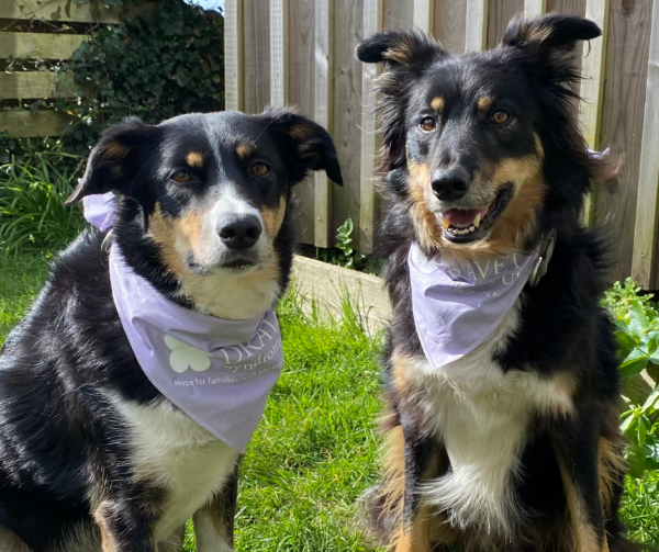 Dog Bandana - Image 6